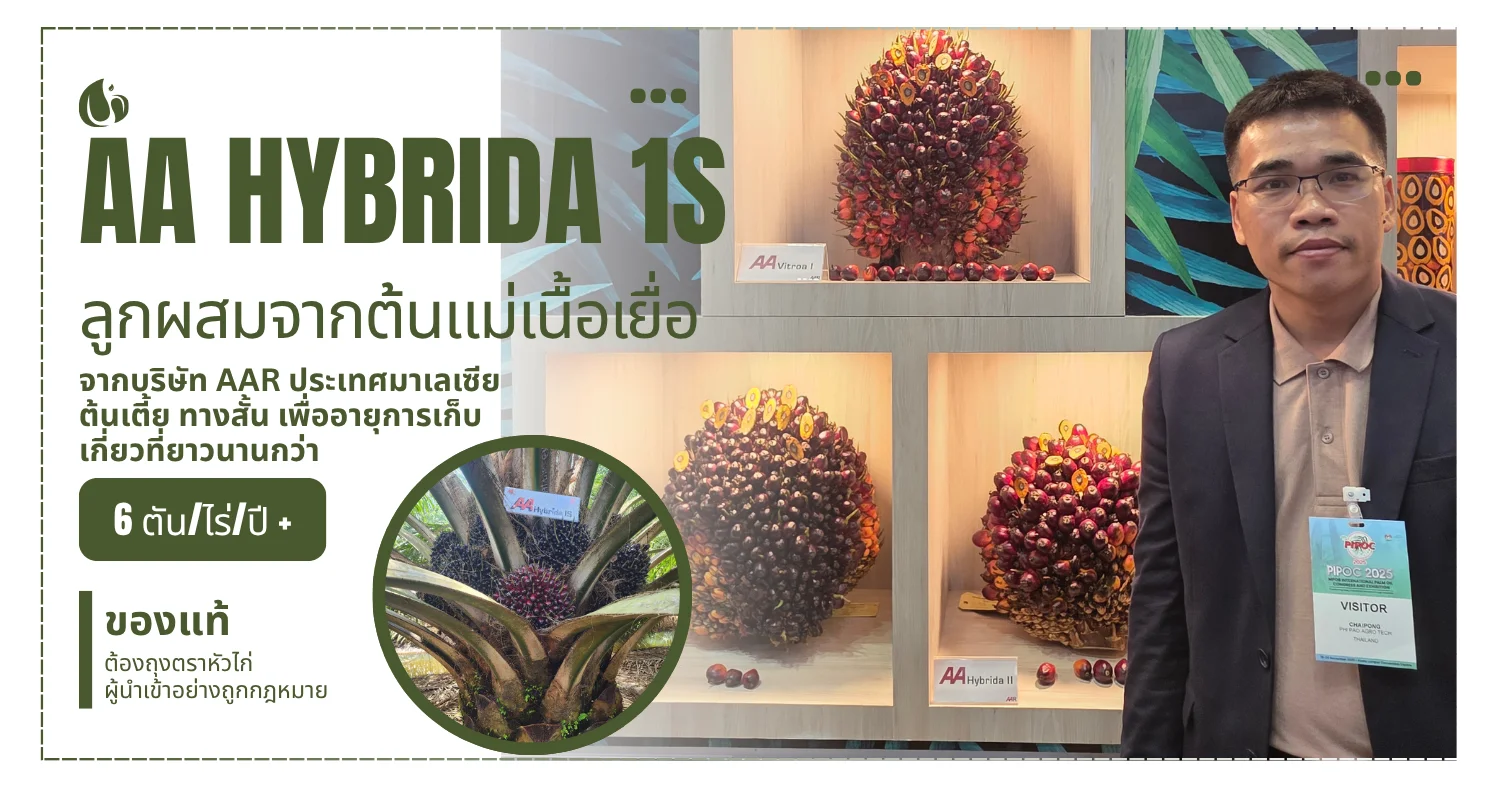 AA Hybrida 1S - พันธุ์ปาล์มน้ำมัน
